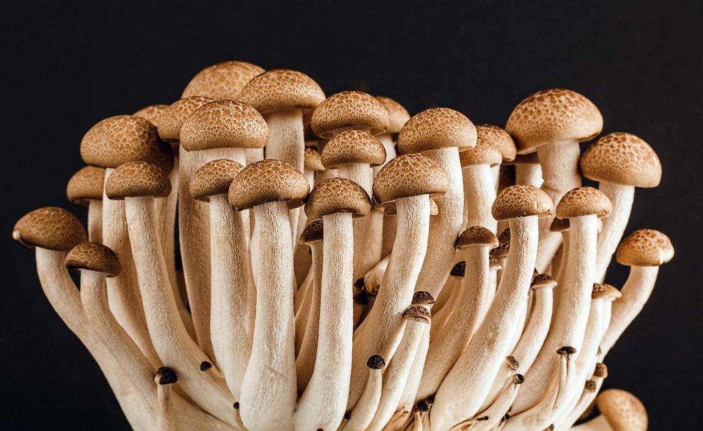Cluster of brown beech mushrooms with long white stems against a dark background