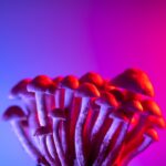 Magic Mushroom Backlink Building Five Stories the Industry Keeps Telling Itself